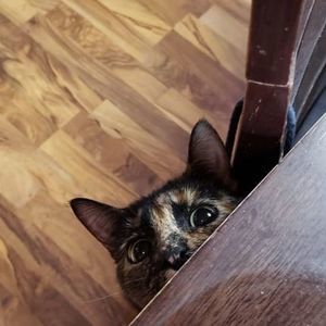 Meet your Posher, Tammy